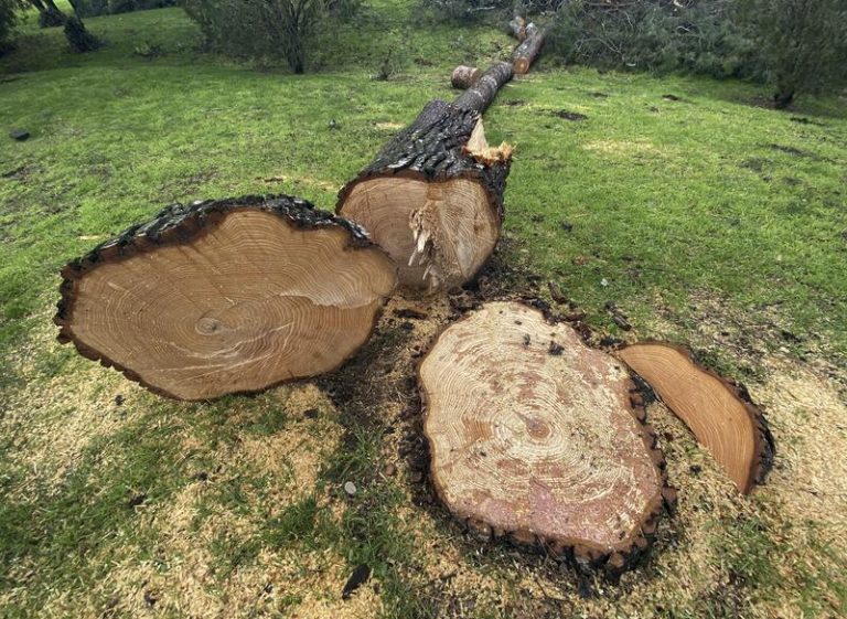 Más Madrid reclama a Almeida un «verdadero plan» para reponer los 94.000 árboles arrasados por Filomena