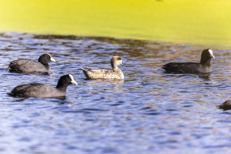 Avistan tres ejemplares de cerceta pardilla en la desembocadura del río Mijares