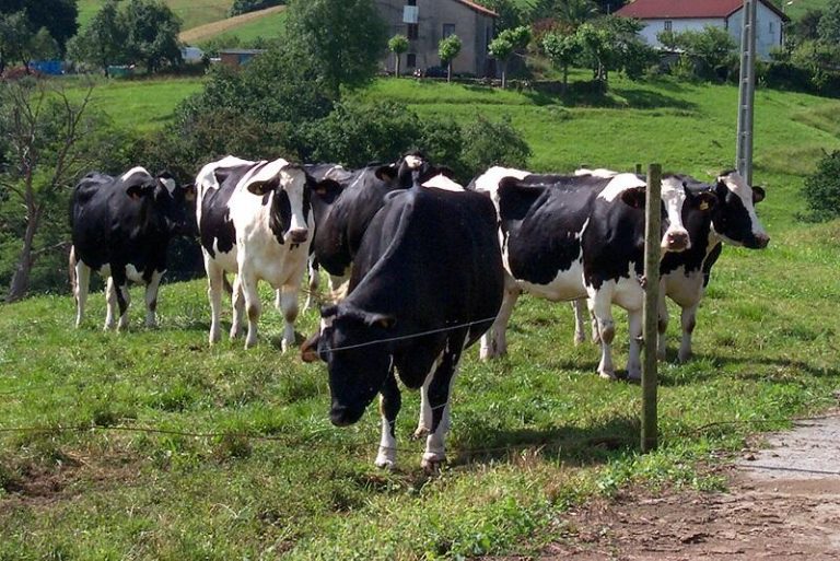 Organizaciones agrarias reclaman a Mercadona «el mismo trato» para los ganaderos que a su plantilla