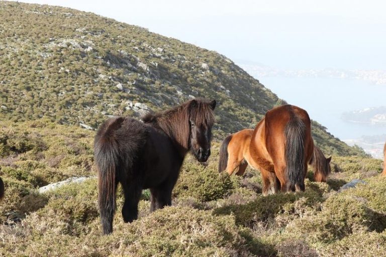 Investigadores alertan del «alto riesgo de desaparición» de caballos salvajes en Galicia