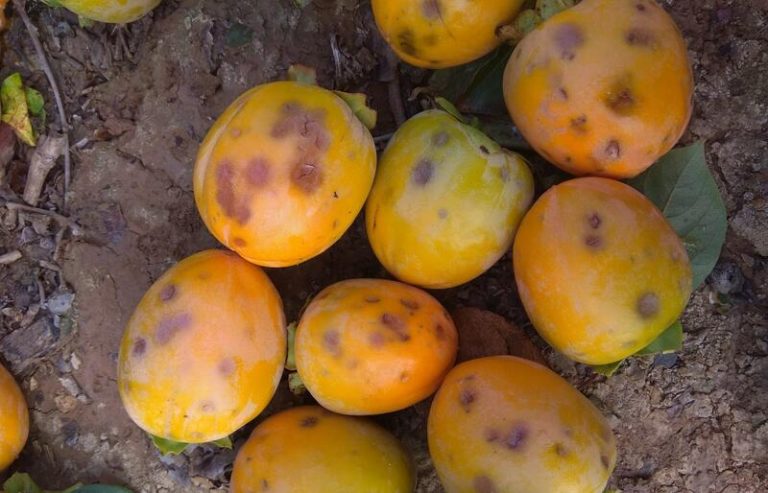 Asaja, COAG, UPA y Cooperativas Agroalimentarias de España denuncian las «imposiciones» de Agroseguro