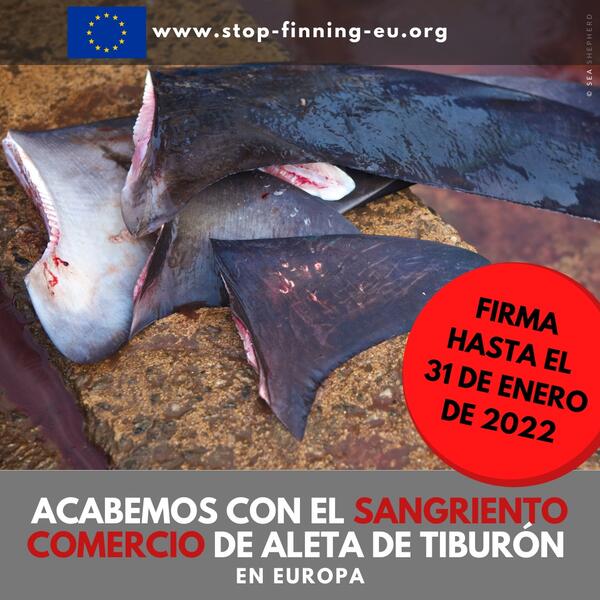 Una iniciativa ciudadana pide al Parlamento Europeo prohibir el comercio de aletas de tiburón en la UE