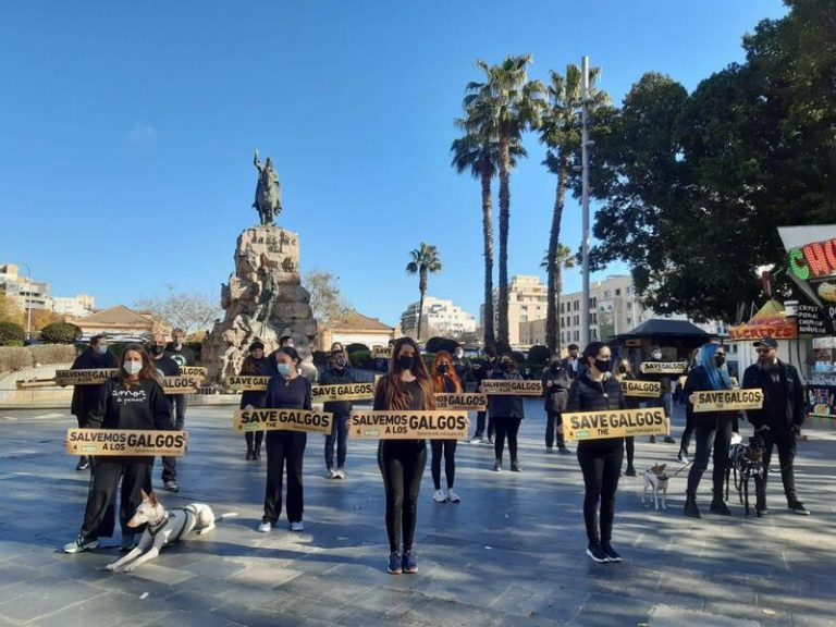 Una veintena de personas reivindican en Palma que «ni galgos ni podencos son un instrumento»