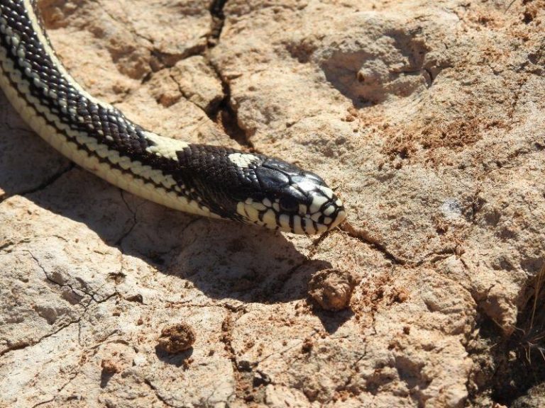 La culebra californiana extingue a los reptiles exclusivos de Gran Canaria en las zonas invadidas