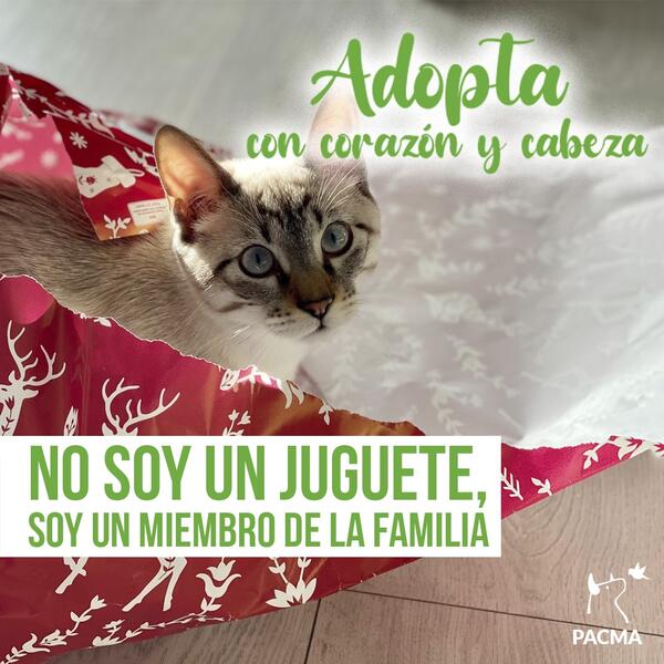 PACMA lanza una campaña para fomentar la adopción responsable