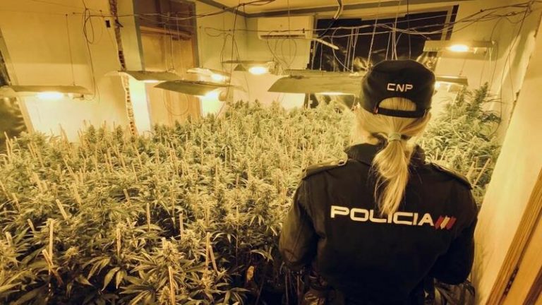 Desarticulan seis puntos de cultivo de marihuana y dos de venta en Valencia