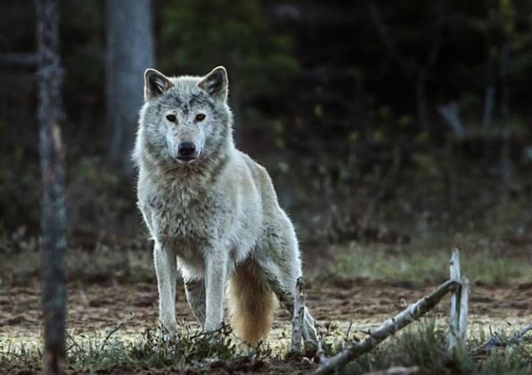 La AN rechaza la suspensión que pidió la Xunta de la orden que incluye al lobo en protección especial