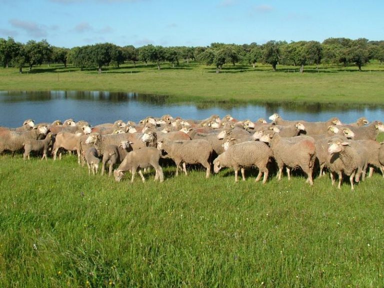 Conoce las curiosidades sobre el cordero, el plato que nos acompañará estas Navidades