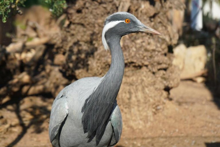 El Oceanogràfic de Valencia exhibe una especie de grulla extinta en España