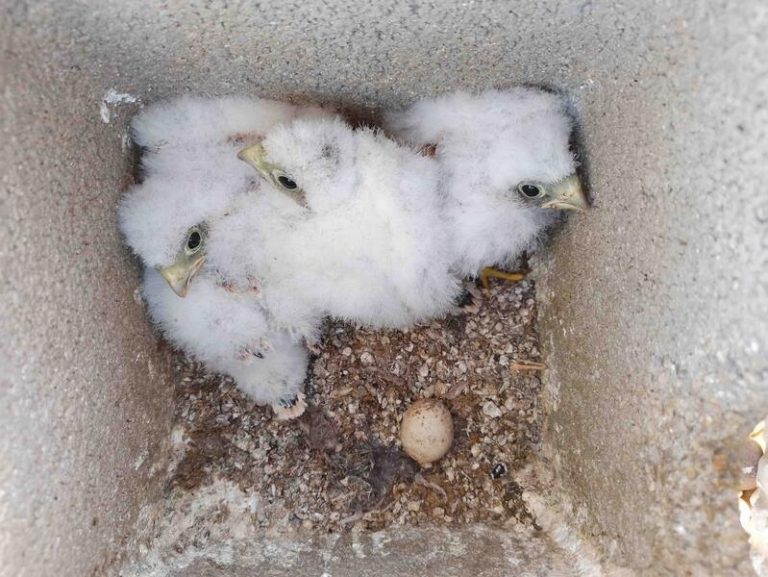 Más de 2.200 pollos de cernícalo primilla nacieron en 2021 en las colonias mantenidas por GREFA