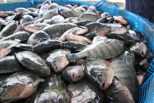 Alimentos Que No Se Deben Congelar Jamás 7 Pescados, Alimentos Que Deben Ser Congelados &Quot;Solo Los Que Son Recientes&Quot;