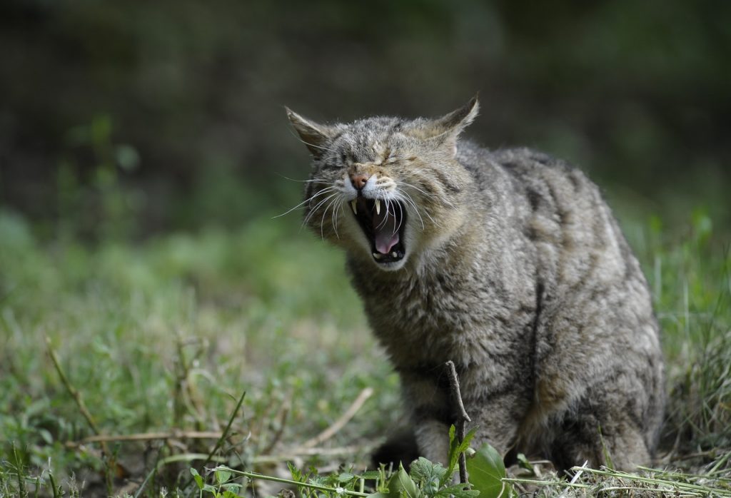 Plantas De Interior Que Pueden Matar A Tu Gato Acebo