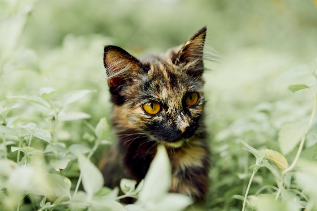 Adelfa Plantas De Interior Que Pueden Matar A Tu Gato