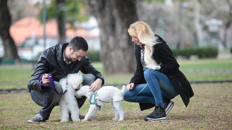 Aplicaciones Para Encontrarle Novio O Novia A Tu Perro