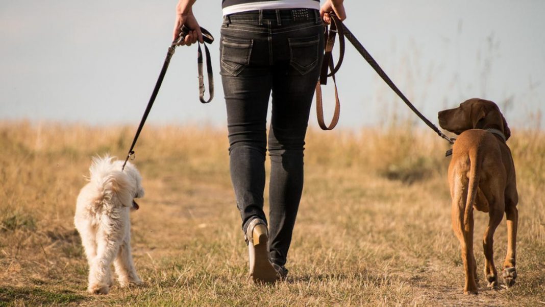 Aplicaciones para encontrarle novio o novia a tu perro