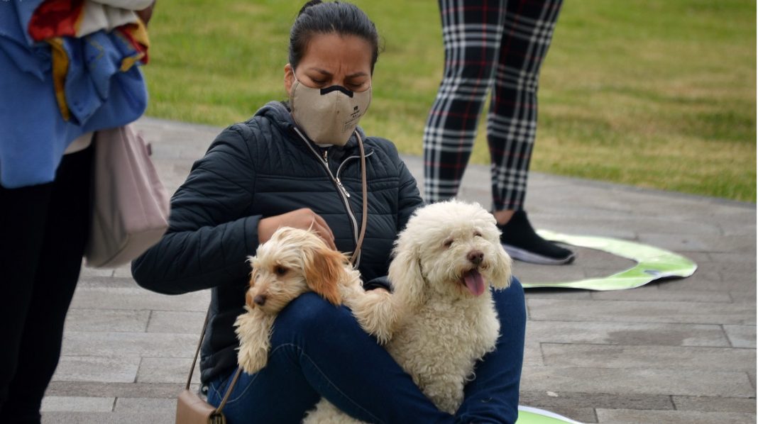 Aplicaciones para encontrarle novio o novia a tu perro