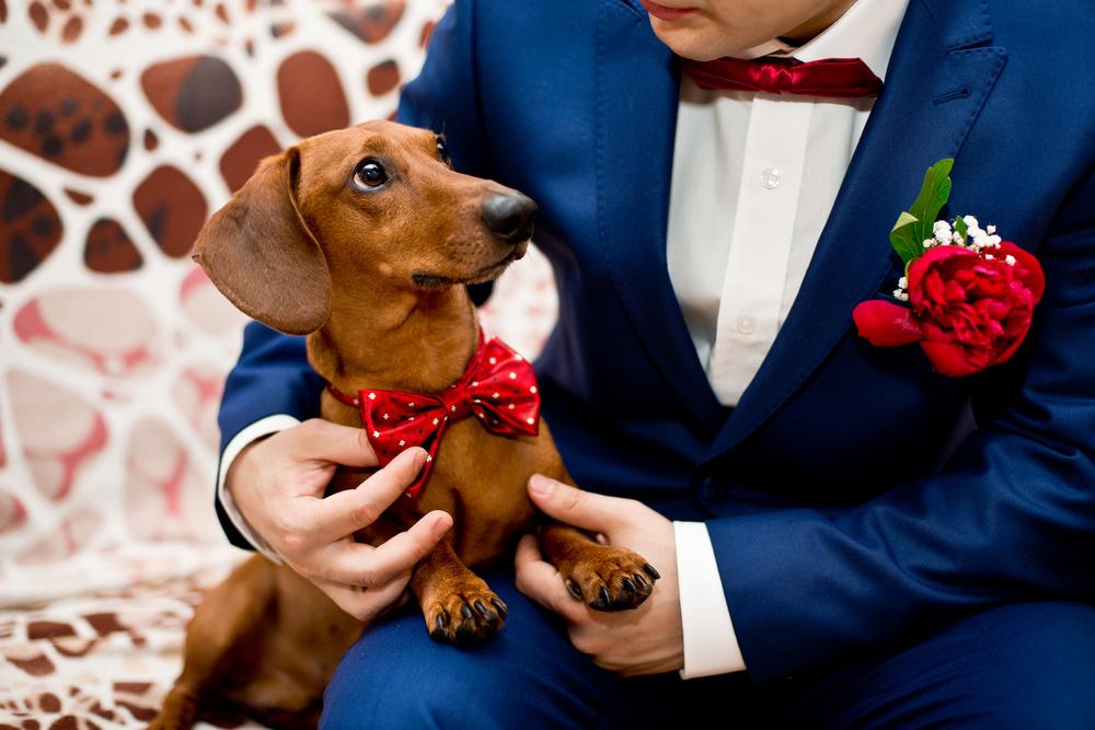 Aplicaciones Para Encontrarle Novio O Novia A Tu Perro