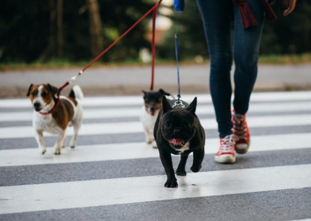 Aplicaciones para encontrarle novio o novia a tu perro