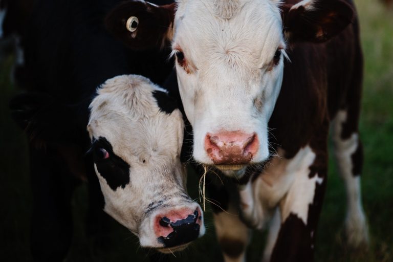 Conoce la parte más cara de la vaca