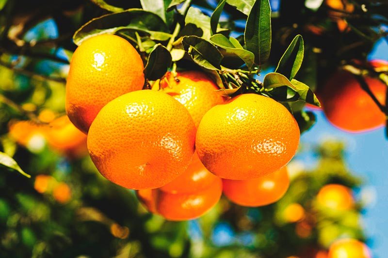 Cómo Elegir Las Mandarinas Más Dulces