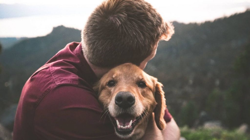 Algunos Perros, ¡Y Gatos! Suelen Seguir A Su Gente A Donde Quiera Que Vayan