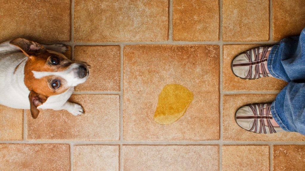 La Puerta Del Baño Cerrada Hace Que Tu Perro Sienta Curiosidad