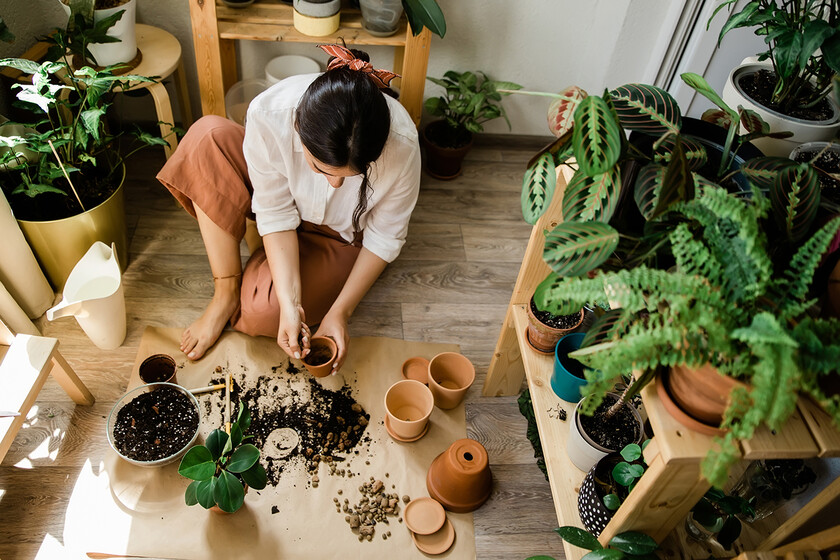 ¿Cuál Es La Planta Que Usas En Tu Cocina Ideal Para Ayudar A Las Articulaciones?