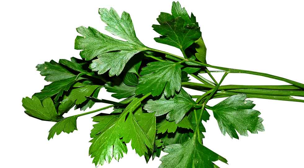¿Porque El Perejil Es Una Planta Que Ayuda A Las Articulaciones?