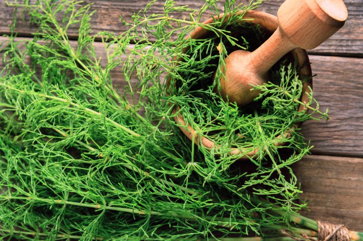 ¿Cuál Es La Historia De Esta Planta Tan Popular En La Cocina?
