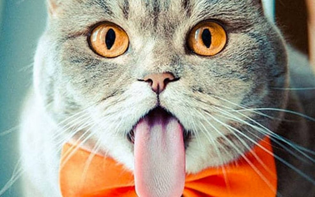 Este Es El Motivo Por El Que Tu Gato Tiene La Lengua Áspera