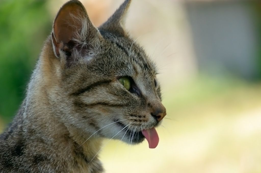 Este es el motivo por el que tu gato tiene la lengua áspera
