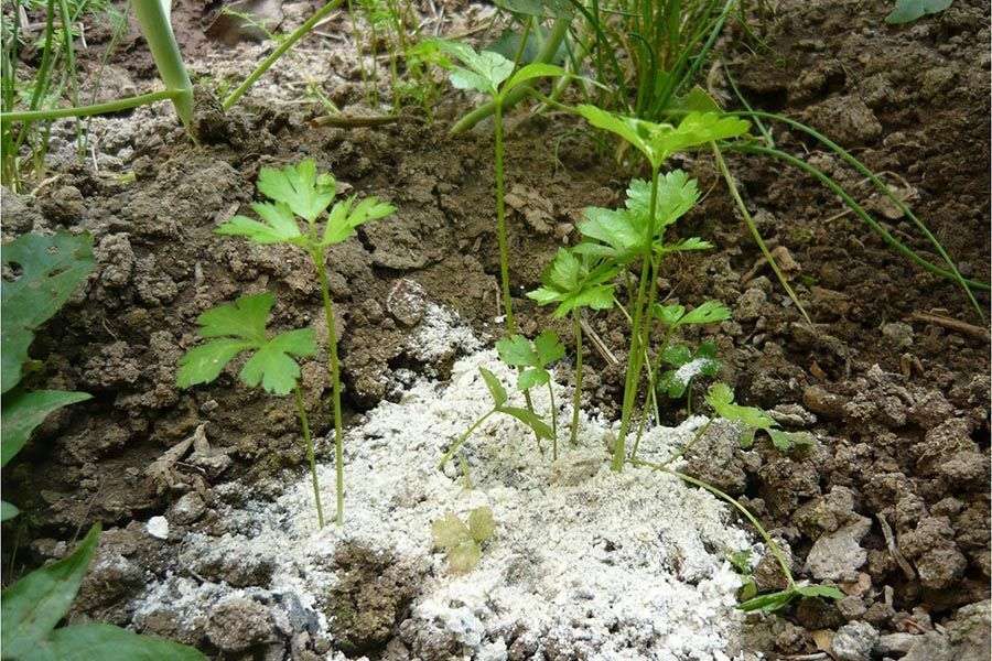 ¿Con Las Cenizas De La Chimenea Puedes Mantener Alejados A Los Insectos?