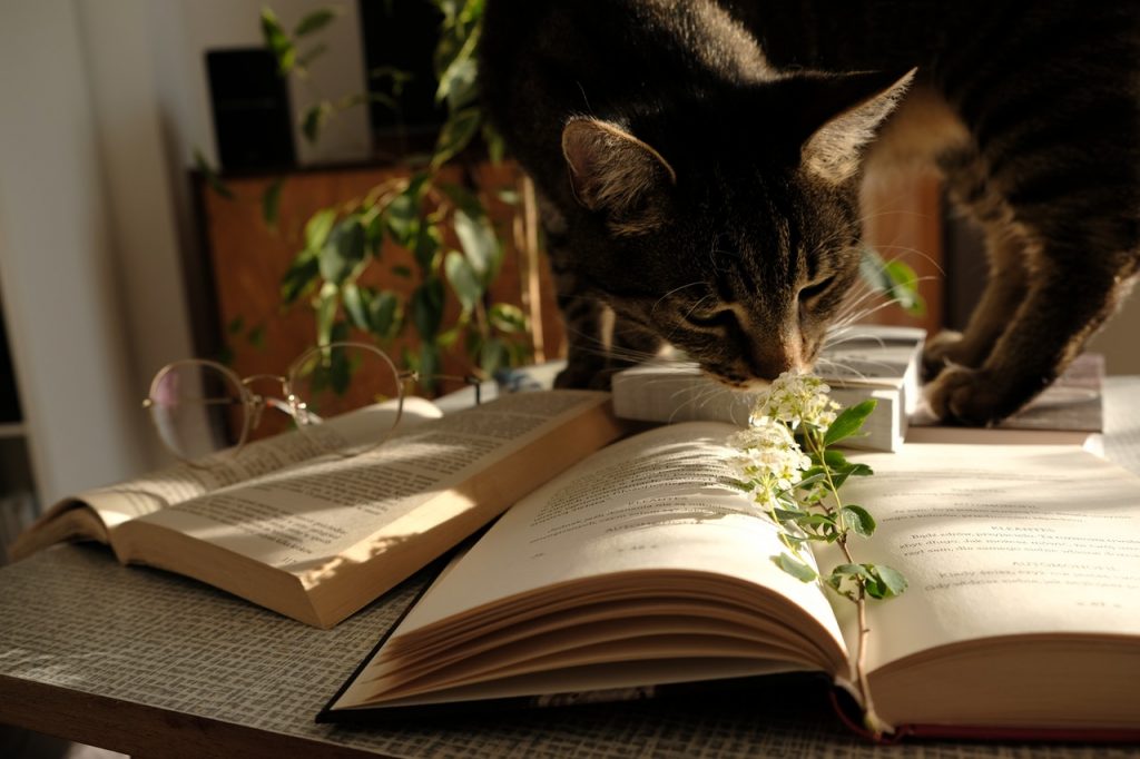Flor De Pascua Plantas De Interior Que Pueden Matar A Tu Gato