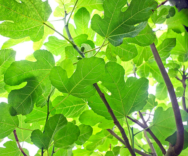 Hoja de higuera