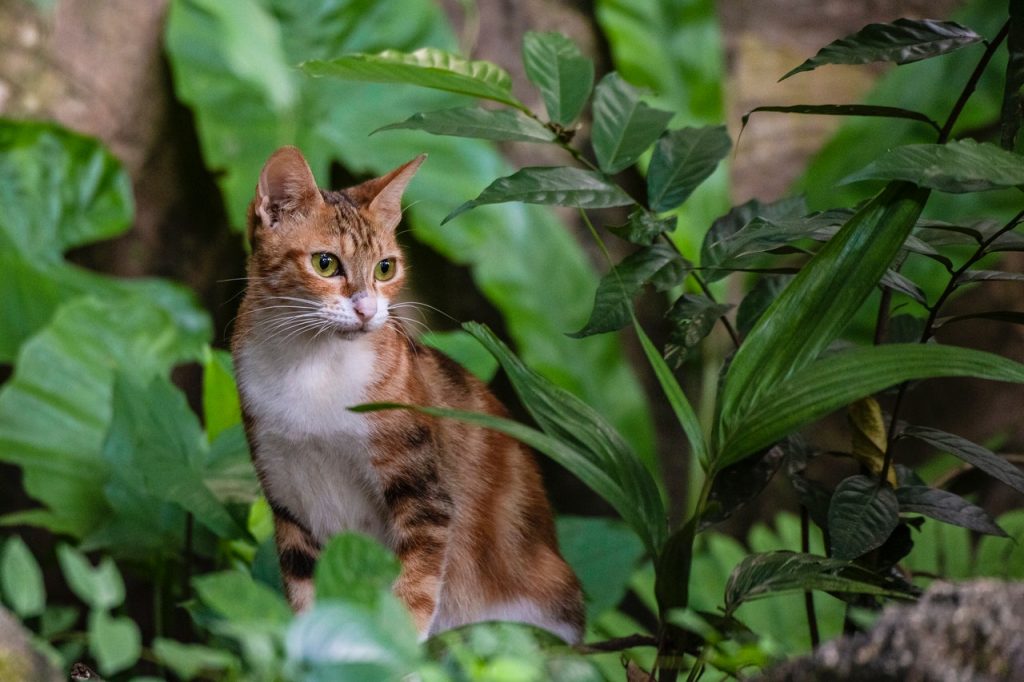 Laurel Plantas De Interior Que Pueden Matar A Tu Gato