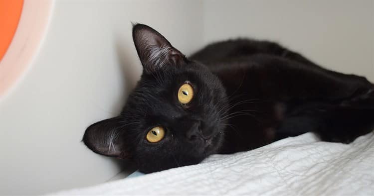 Ningún Gato Está Del Todo A Salvo De Los Parásitos. 