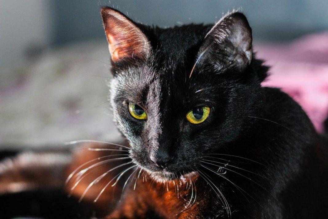 ¿Los gatos negros traen mala suerte de verdad?
