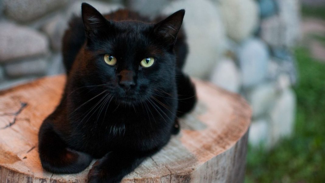 ¿Los gatos negros traen mala suerte de verdad?