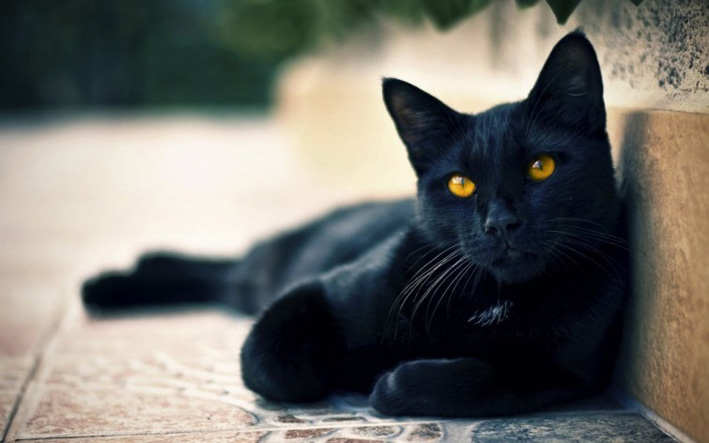 ¿Los gatos negros traen mala suerte de verdad?