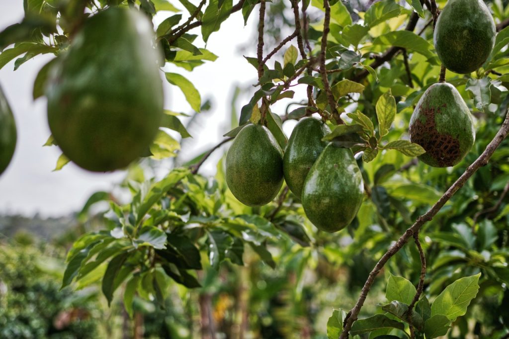 No Todo Es Tan Idílico Con El Aguacate