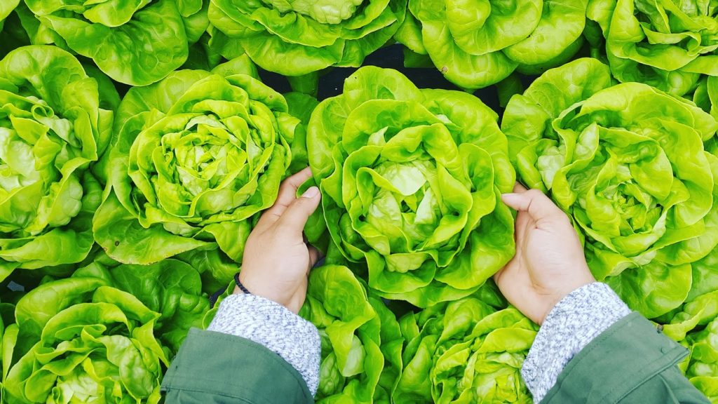 El Motivo Por El Que No Deberías Cenar Ensaladas De Lechuga