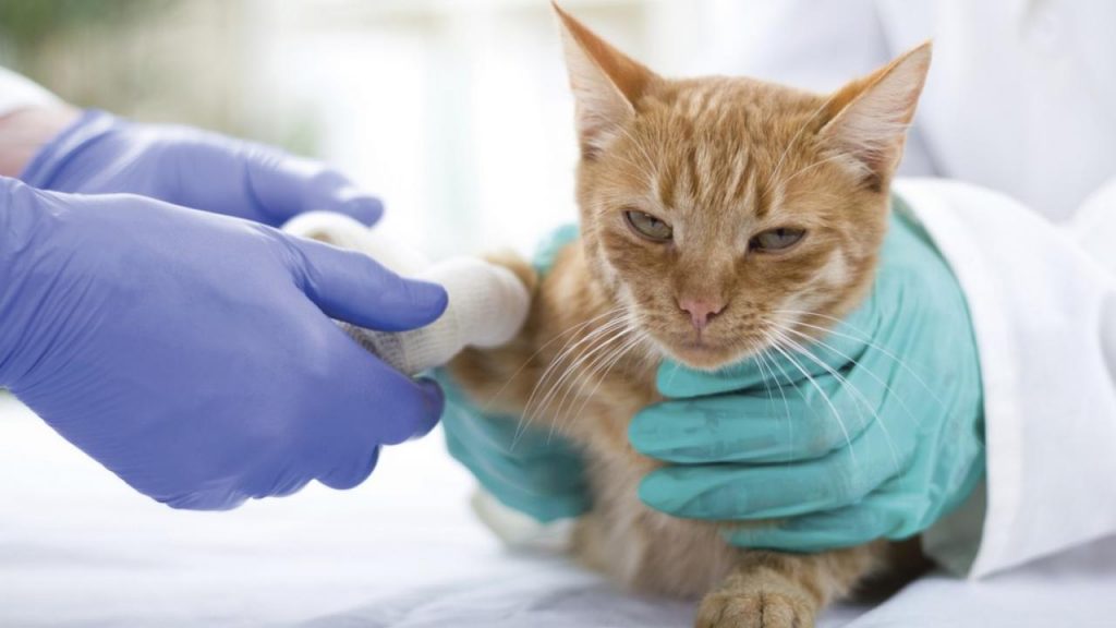 Por Qué No Deberías Cortarle Las Uñas A Tu Gato