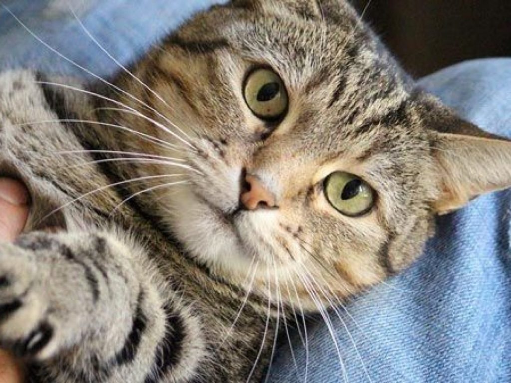 Por Qué No Deberías Cortarle Las Uñas A Tu Gato