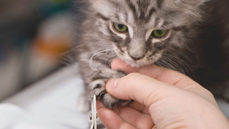 Por qué no deberías cortarle las uñas a tu gato