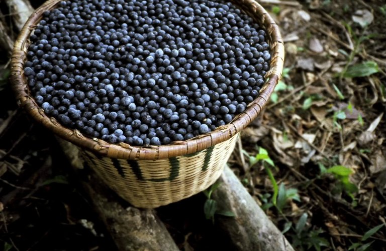 Las Bayas De Acai Son Buenas Para Tu Cerebro