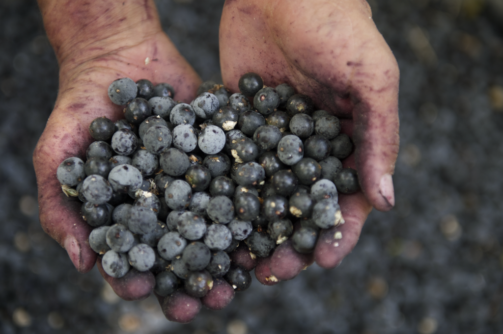 Cómo Usar Las Bayas De Acai