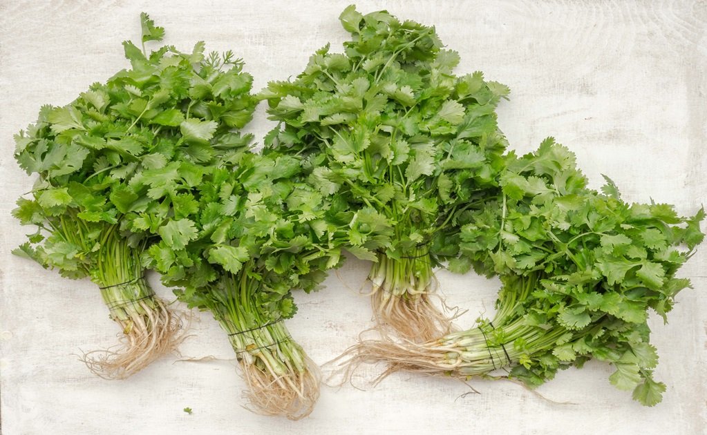 ¿Qué Es El Cilantro?