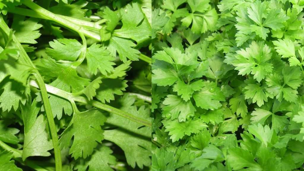 Que Es El Cilantro Y Que Lo Diferencia Del Perejil 3