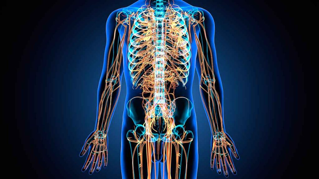 ¿Cuáles son los nervios del sistema nervioso periférico?