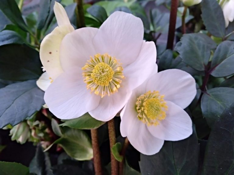 Qué es la rosa de Navidad